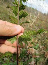 Attēlu rezultāti vaicājumam “Dryopteris cristata”