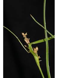 Attēlu rezultāti vaicājumam “Carex globularis flower”