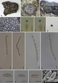 Attēlu rezultāti vaicājumam “Biscogniauxia granmoi”