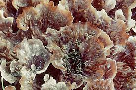 Image result for Podoscypha multizonata