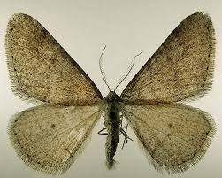 Attēlu rezultāti vaicājumam “Agriopis marginaria”