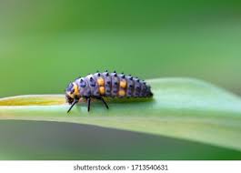 Attēlu rezultāti vaicājumam “Coccinella septempunctata larva”