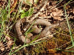 Attēlu rezultāti vaicājumam “Coronella austriaca adult”