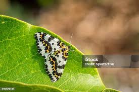 Attēlu rezultāti vaicājumam “Abraxas grossulariata”