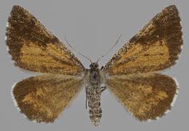 Attēlu rezultāti vaicājumam “Bupalus piniaria male”