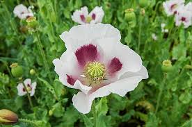 Attēlu rezultāti vaicājumam “Papaver somniferum flower”