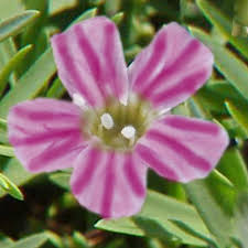 Attēlu rezultāti vaicājumam “Gypsophila muralis”