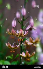 Image result for Lilium martagon `Chameleon`