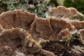 Attēlu rezultāti vaicājumam “Gloeoporus dichrous”