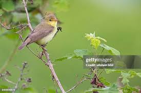 Image result for Hippolais polyglotta