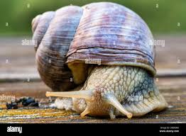 Attēlu rezultāti vaicājumam “Helix pomatia”