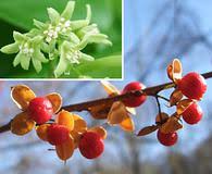 Attēlu rezultāti vaicājumam “Serpoleskea subtilis”