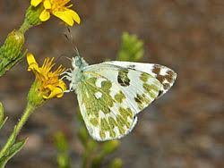 Attēlu rezultāti vaicājumam “Pontia edusa upperside”