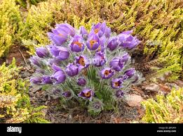 Image result for Kuhschelle