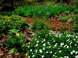 Attēlu rezultāti vaicājumam “Anemone ranunculoides leaf”