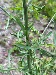 Attēlu rezultāti vaicājumam “Centaurea stoebe fruit”