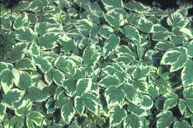 Attēlu rezultāti vaicājumam “Aegopodium podagraria leaf”