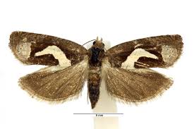 Attēlu rezultāti vaicājumam “Epiblema grandaevana”