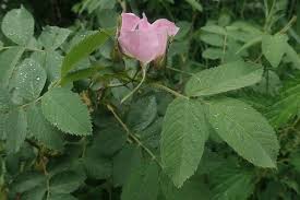 Attēlu rezultāti vaicājumam “Rosa majalis”