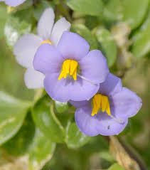 Image result for Exacum affine