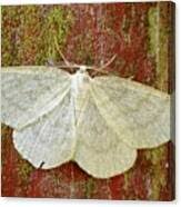 Attēlu rezultāti vaicājumam “Cabera exanthemata male”