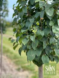 Attēlu rezultāti vaicājumam “Carpinus betulus”