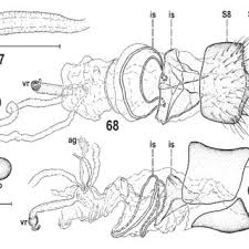 Attēlu rezultāti vaicājumam “Badhamia capsulifera stalked”