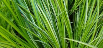 Attēlu rezultāti vaicājumam “Acorus calamus leaf”