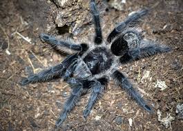 Znalezione obrazy dla zapytania Grammostola grossa