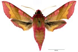 Attēlu rezultāti vaicājumam “Deilephila porcellus”