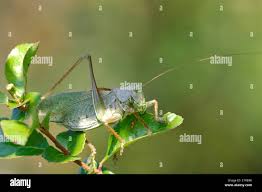 Attēlu rezultāti vaicājumam “Tettigonia cantans”