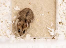 Afbeeldingsresultaat voor hamsters