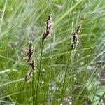 Attēlu rezultāti vaicājumam “Carex praecox”