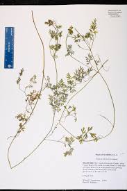 Attēlu rezultāti vaicājumam “Fumaria officinalis leaf”