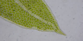 Attēlu rezultāti vaicājumam “Cephalozia connivens macro”