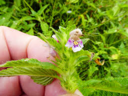 Attēlu rezultāti vaicājumam “Galeopsis tetrahit flower”