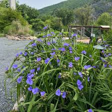 Attēlu rezultāti vaicājumam “Tradescantia virginiana”