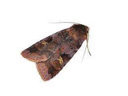 Attēlu rezultāti vaicājumam “Diarsia brunnea”