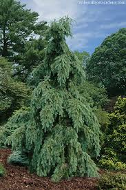 Attēlu rezultāti vaicājumam “Pseudotsuga menziesii flower”