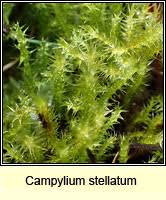 Attēlu rezultāti vaicājumam “Campylium stellatum”