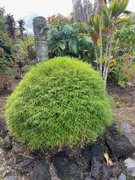 Attēlu rezultāti vaicājumam “Pogonatum dentatum”