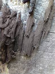 Attēlu rezultāti vaicājumam “Stemonaria irregularis”