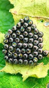 Attēlu rezultāti vaicājumam “Pentatomidae eggs”