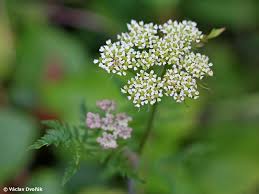 Attēlu rezultāti vaicājumam “Conioselinum tataricum”