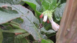 Attēlu rezultāti vaicājumam “Symphytum grandiflorum flower”