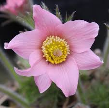 Image result for Pulsatilla