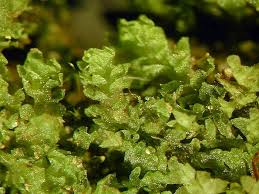 Attēlu rezultāti vaicājumam “Tritomaria exsectiformis”