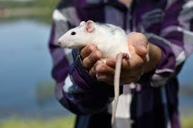 Attēlu rezultāti vaicājumam “Rattus norvegicus”