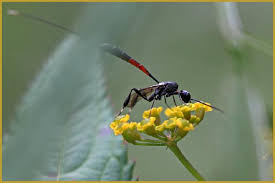 Attēlu rezultāti vaicājumam “Gasteruption jaculator imago”