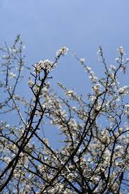 Attēlu rezultāti vaicājumam “Prunus cerasifera var. divaricata flower”